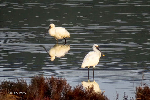 Eurasian spoonbill (Platalea leucorodia)