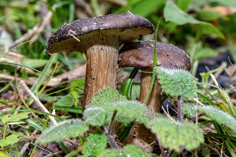 Witch's Hat (Hygrocybe conica)