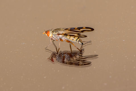 Picture-winged Fly (Otites guttata)