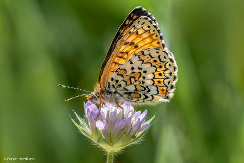 Glanville Fritillary (Melitaea cinxia)