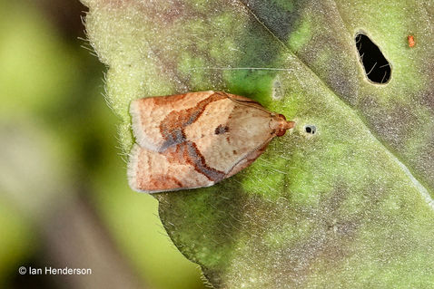 Privet Tortrix Moth (Clepsis consimilana)