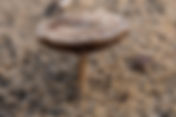Dune Brittlestem (Psathyrella ammophila)