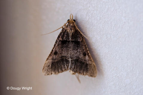 Stemmatophora brunneali