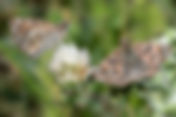 Mallow Skipper (Carcharodus alceae)