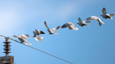 Eurasian Collared Dove (Streptopelia decaocto)