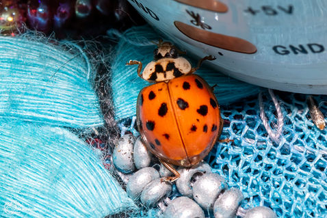 Harlequin (Harmonia axyridis)