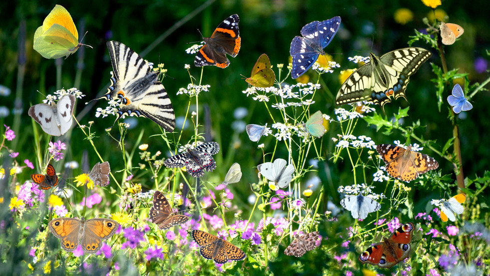 The photo images from my book 'The Butterflies of North Corfu'