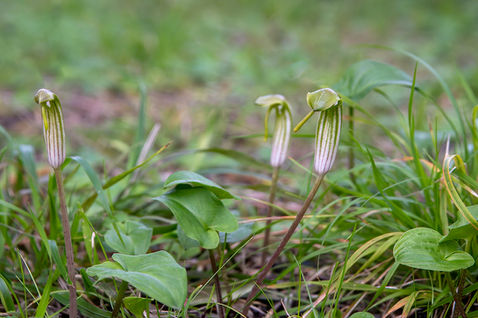 Friar's Cowl (Arisarum vulgare)