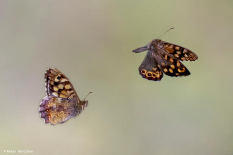 Speckled Wood (Pararge aegeria)