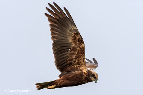 Marsh Harrier (Circus aeruginosus)