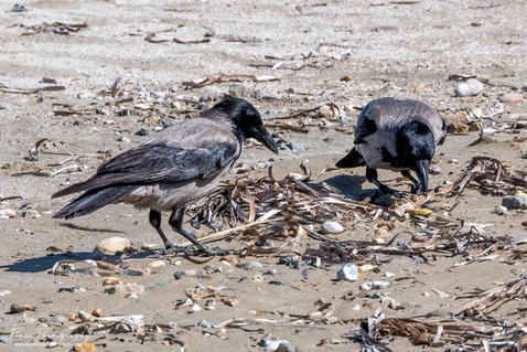 Hooded Crow (Corvus cornix)