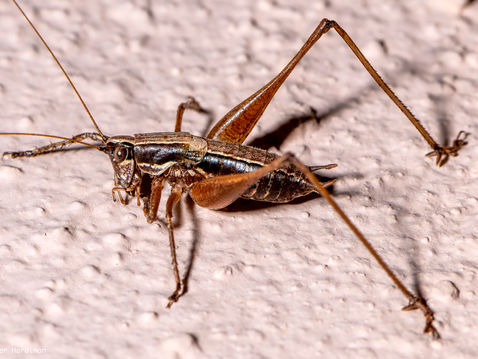 Raymond's Bush-cricket (Yersinalla raymondii)