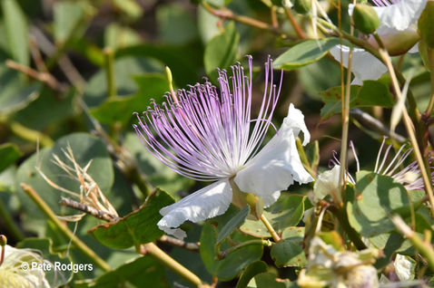 Caper (Capparis spinosa)