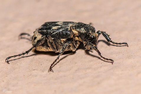 Scarab Beetle (Valgus hemipterus)