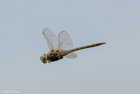 Vagrant Emperor (Anax ephippiger)