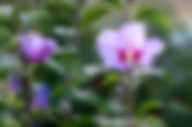 Common Hibiscus (Hibiscus syriacus)