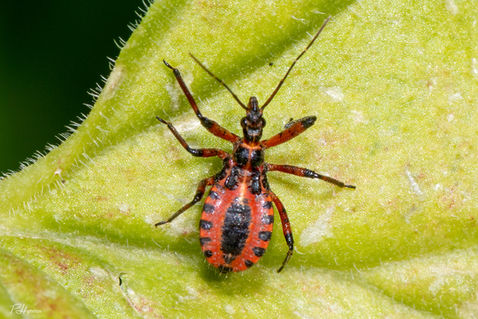 Red Assassin Bug (Rhinocoris iracundus)