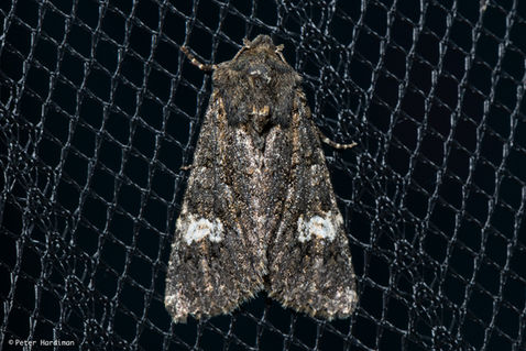 Dot Moth (Melanchra persicariae)