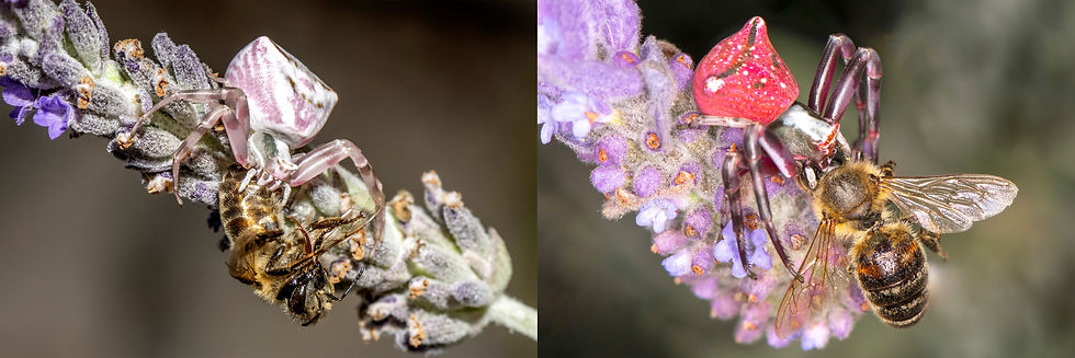 Crab Spider (Thomisus onustus) with prey