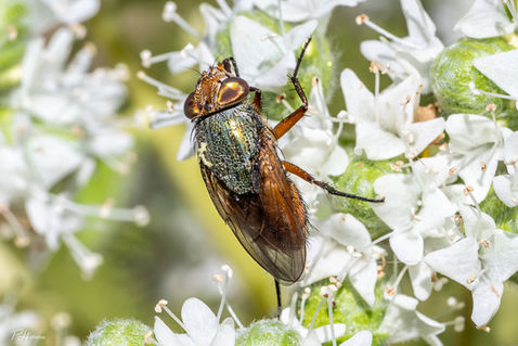 Nose Fly (Rhyncomya spp.)