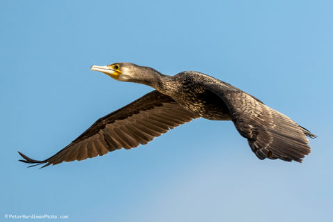 Great Cormorant (Phalacrocorax carbo)
