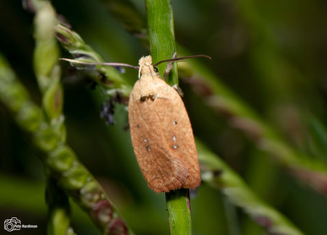 Common Brindled Brown (Agonopterix heracliana)