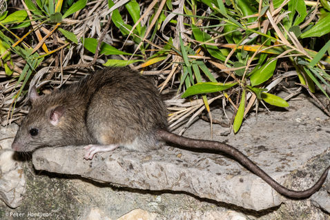 Brown Rat (Rattus norvegicus)
