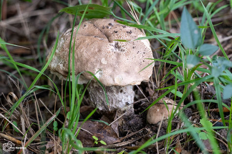 Slate Bolete (Leccinum duriusculum)