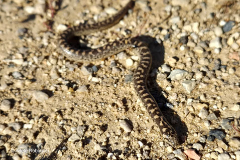 Javelin Sand Boa (Eryx jaculus)