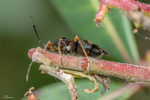 Red-spotted Plant Bug (Deraeocoris ruber)