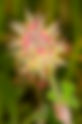 Star Clover (Trifolium stellatum)