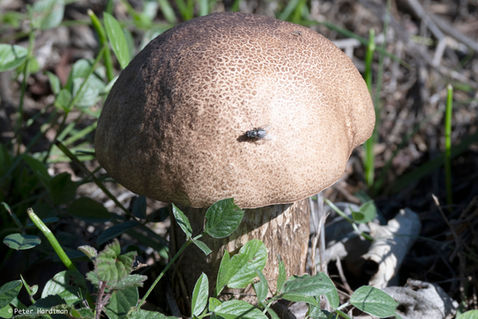 Slate Bolete (Leccinum duriusculum)