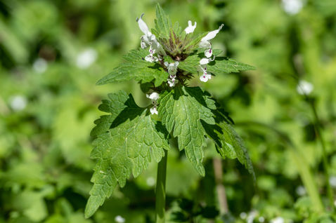 White Dead-nettle (Lamium bifidum)