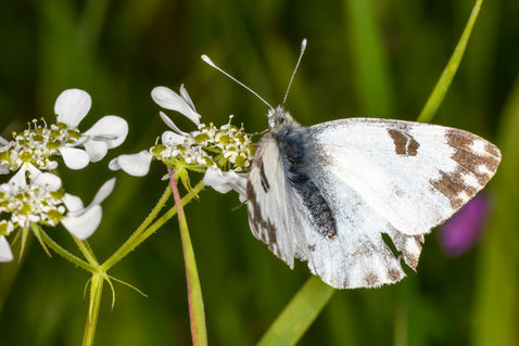 Eastern Bath White (Pontia edusa)