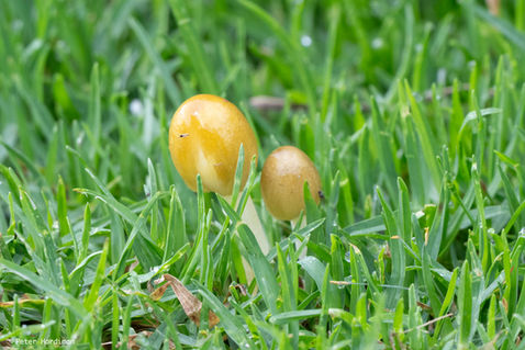 Yellow Fieldcap (Bolbitius titubans)