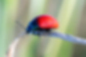 Poplar Leaf Beetle (Chrysomela populi)