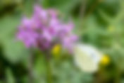 Three-toothed Orchid (Neotinea tridentata)