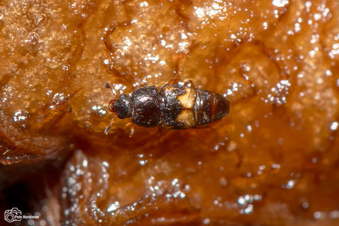 Dried-fruit Beetle (Carpophilus hemipterus)