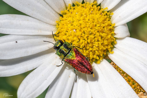 Jewel Beetle (Anthaxia croesus)