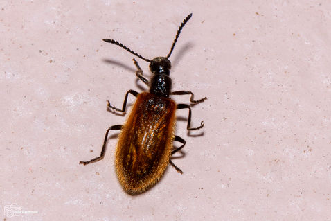 Rough-haired Lagria (Lagria hirta)