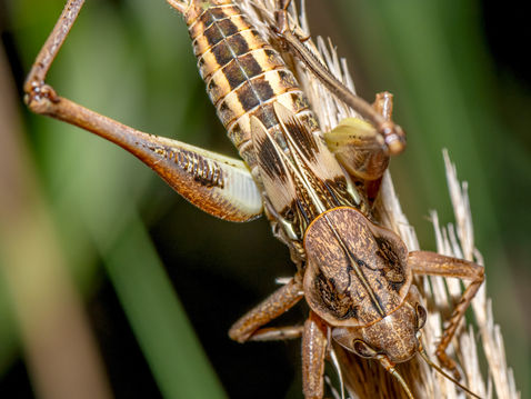 White-faced Bush-cricket (Decticus albifrons)