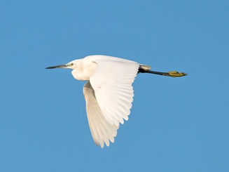 Little Egret (Egretta garzetta)