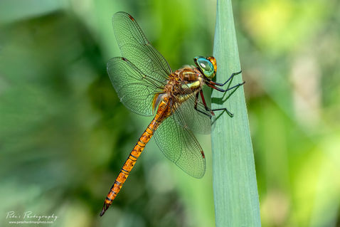 Green-eyed Hawker (Aeshna isoceles)