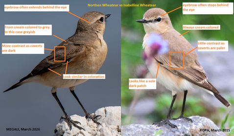 Northern Wheatear (Oenanthe oenanthe