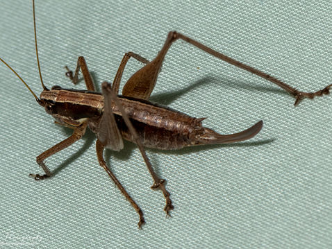 Raymond's Bush-cricket (Yersinalla raymondii)