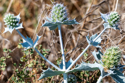 Sea Holly (Eryngium maritimum)