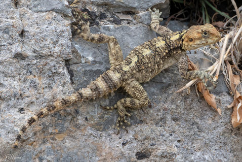 Starred Agama (Stellagama stellio)