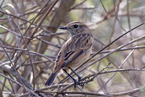 European Stonechat (Saxicola rubicola)