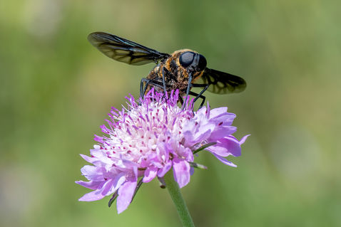 Anthracite Bee-fly (Anthrax anthrax)
