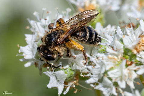 Yellow-legged Mining Bee (Andrena flavipes)